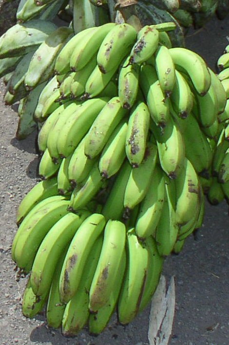 A Bunch of Green Bananas