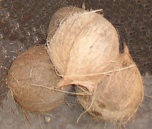 Coconuts very appreciated in the making of local dishes