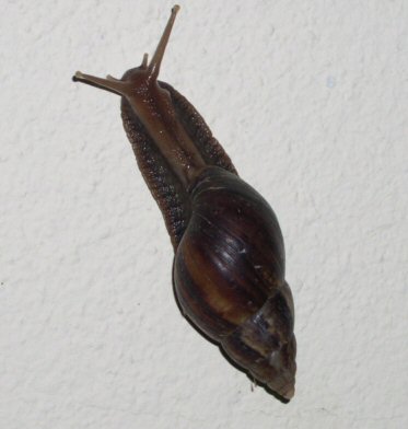 A Mahoran Snail