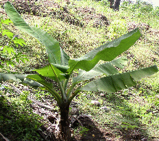 Banana shoot