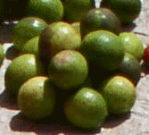 Green lemons