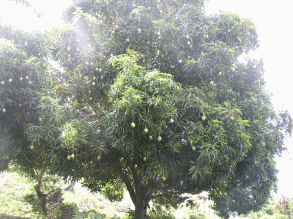 Mango Tree 