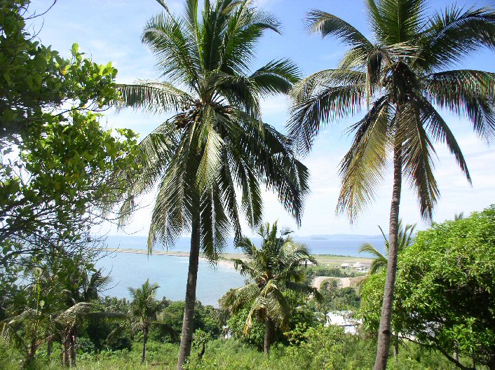 Coconut palms with a magnificent view of the Pamandzi Airport in the background